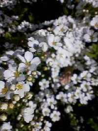 LiM01.jpg